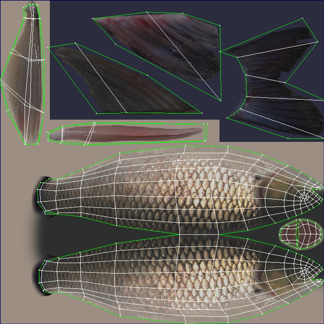 grass carp ctenopharyngodon idella max https://p.turbosquid.com/ts-thumb/8y/e6fiYU/Akm1Pgox/fish3d_02/jpg/1422517507/1920x1080/fit_q87/2aff4e9931c2000ae96b0de9ae6949b953e532c2/fish3d_02.jpg