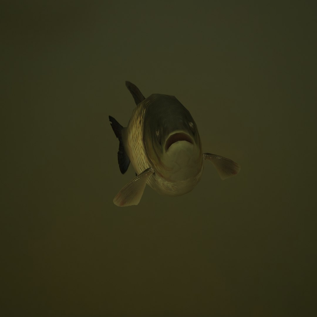 grass carp ctenopharyngodon idella max https://p.turbosquid.com/ts-thumb/8y/e6fiYU/Bh4z26TT/fish04/jpg/1422517508/1920x1080/fit_q87/003d679f304ab8c6cb271b2015e152b82adc1702/fish04.jpg