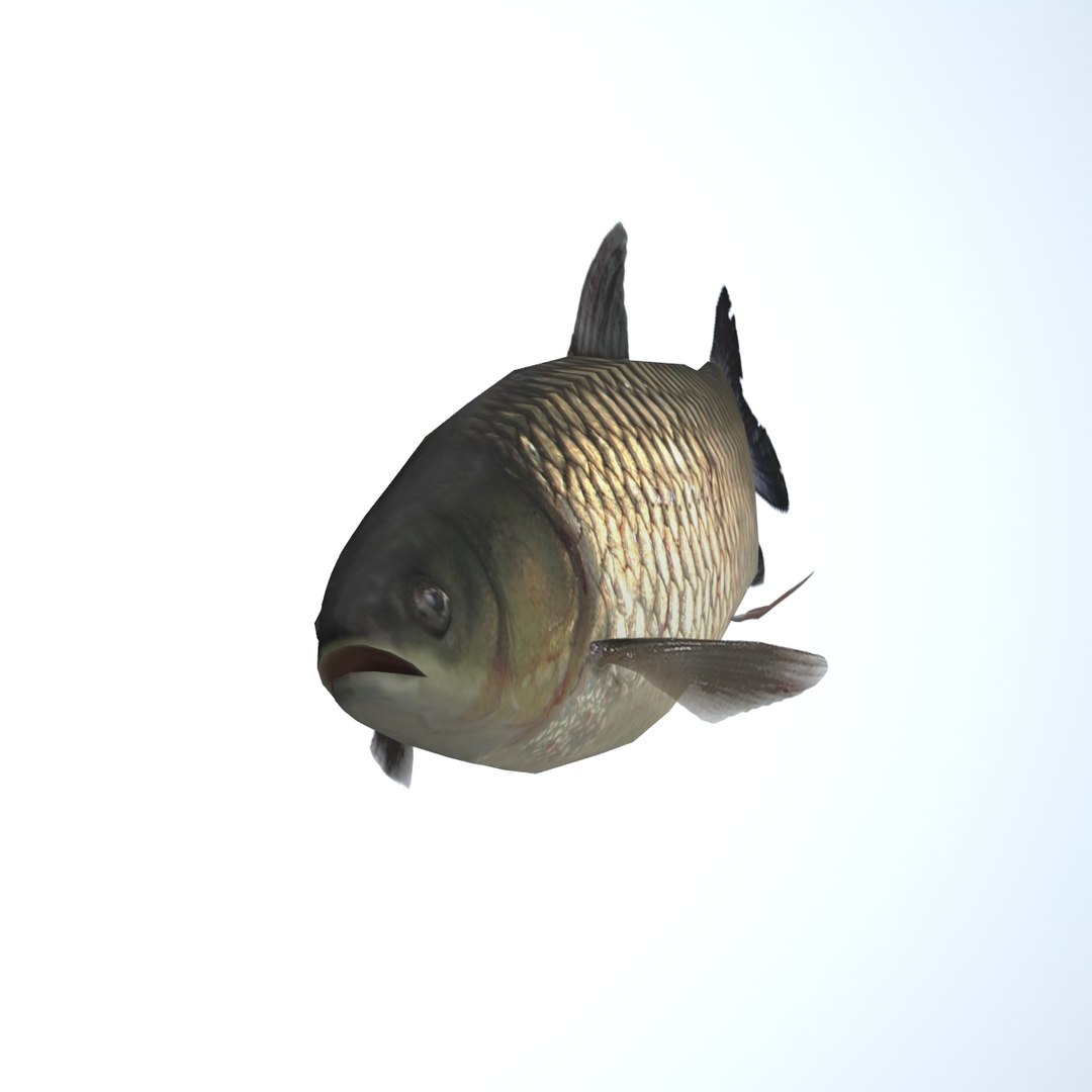 grass carp ctenopharyngodon idella max https://p.turbosquid.com/ts-thumb/8y/e6fiYU/EJQqtSCT/fish10/jpg/1422523294/1920x1080/fit_q87/963fef68b2afde33ee507472cf43d9f170010b2f/fish10.jpg