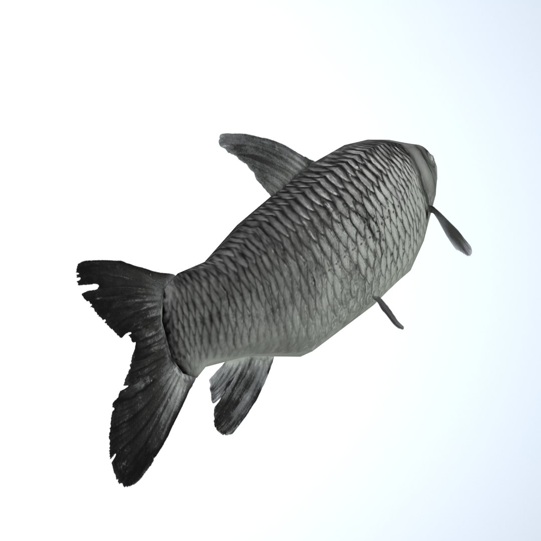 grass carp ctenopharyngodon idella max https://p.turbosquid.com/ts-thumb/8y/e6fiYU/IIlQDWjm/fish13/jpg/1422523295/1920x1080/fit_q87/f3dc2a7db6df1c2ec89b6e3851efd9f5396865ee/fish13.jpg