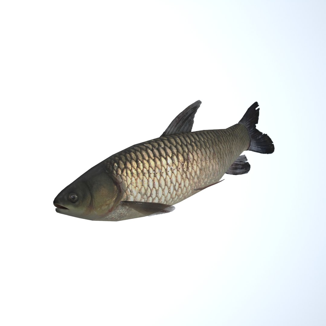 grass carp ctenopharyngodon idella max https://p.turbosquid.com/ts-thumb/8y/e6fiYU/KxPMkKK4/fish09/jpg/1422523294/1920x1080/fit_q87/2b3049a6f27aa249ea6c89ff2316e9a30ad38674/fish09.jpg