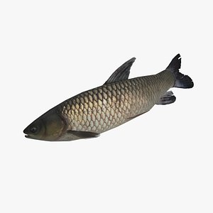 grass carp ctenopharyngodon idella max