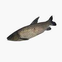 Grass Carp