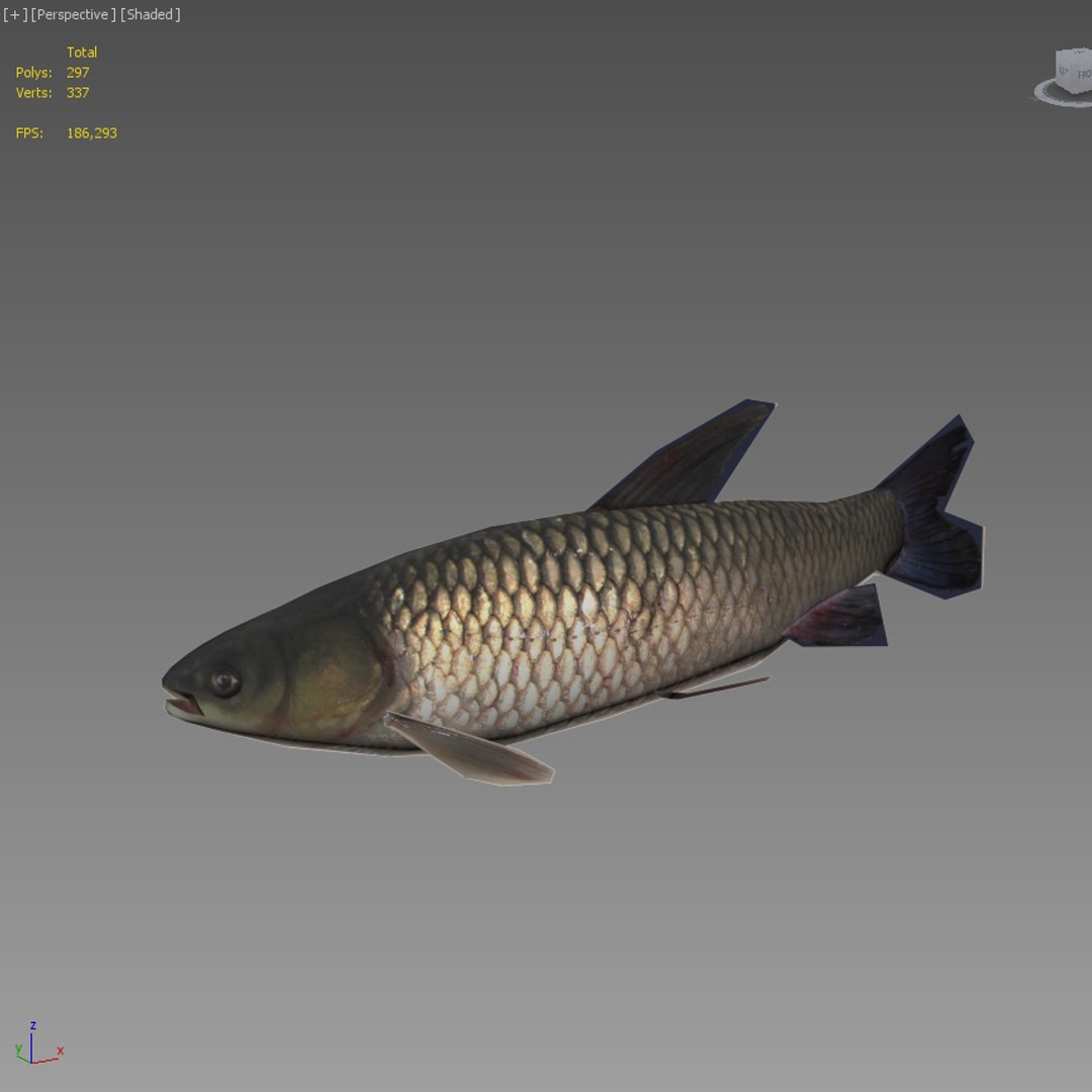 grass carp ctenopharyngodon idella max https://p.turbosquid.com/ts-thumb/8y/e6fiYU/QCwmTuaS/fish3d_01/jpg/1422517507/1920x1080/fit_q87/92e146b74d71fe2081278cdf8a0ae3ae95d49038/fish3d_01.jpg