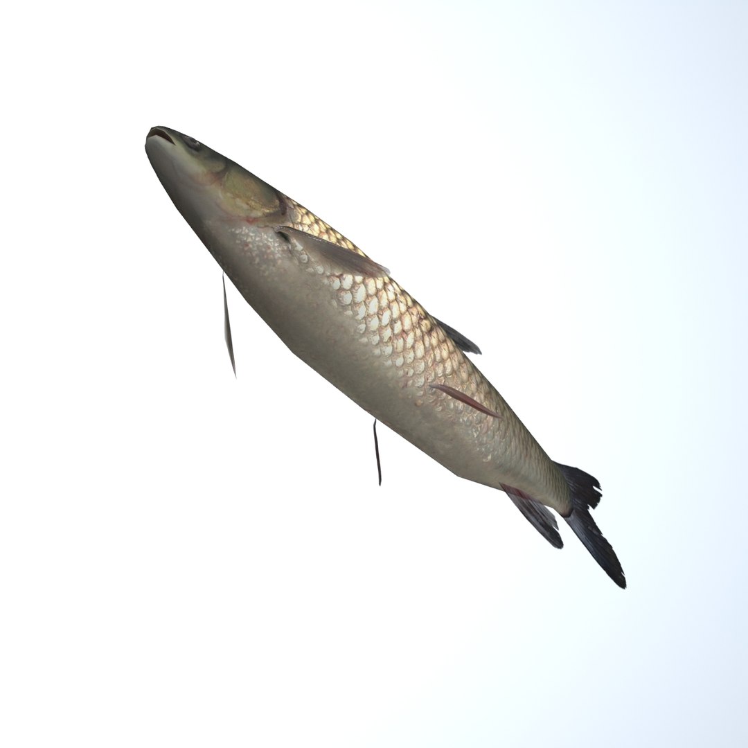grass carp ctenopharyngodon idella max https://p.turbosquid.com/ts-thumb/8y/e6fiYU/op9u3Urm/fish08/jpg/1422523294/1920x1080/fit_q87/0bbd5abbeecd9c0fa1582adcc3f5e47b7d9576e1/fish08.jpg