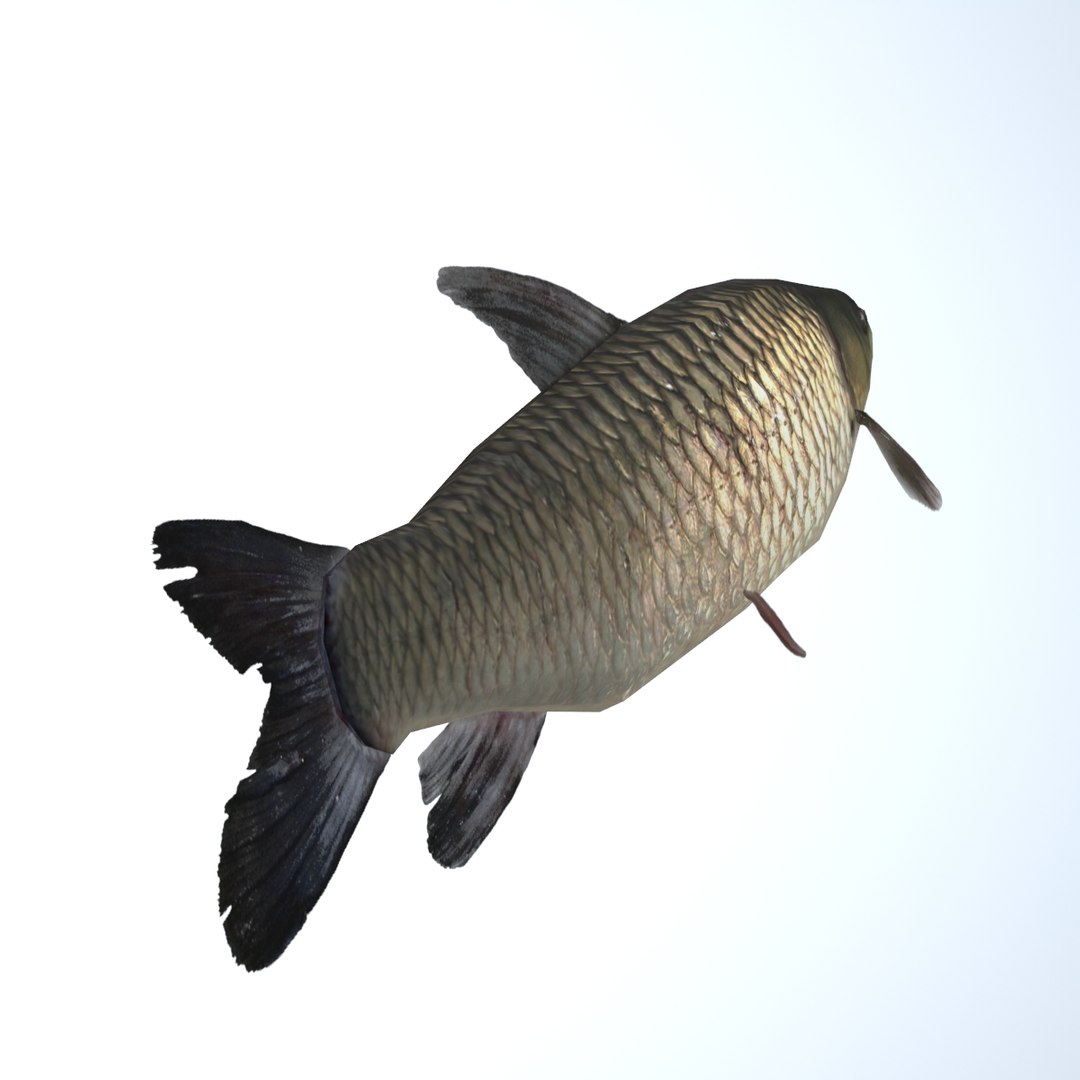 grass carp ctenopharyngodon idella max https://p.turbosquid.com/ts-thumb/8y/e6fiYU/wSQ1V4SL/fish11/jpg/1422523294/1920x1080/fit_q87/3f723744ac7592fbe337a890fc9c4d34fb6ea793/fish11.jpg