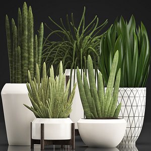 exotic plants sansevieria 3D model
