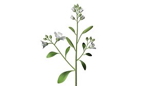 Gibberella