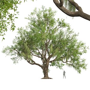 New Plant High detail Angel Oak Live Tree Spanish Moss
