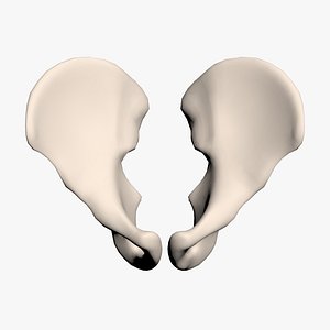 Pelvis Bone