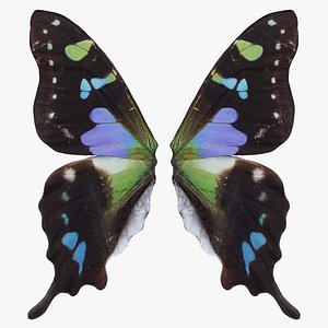 3D model Papilio Nireus African Blue Swallowtail 2 Remastered