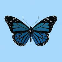 Butterfly 3