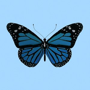 Butterfly 3