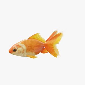 Red and White Goldfish - Static PBR