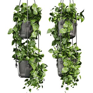 3D model plant vol 988 - pothos - hanging