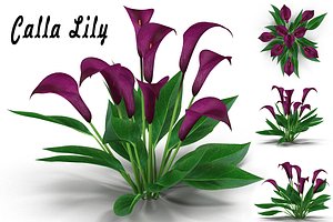 3d model of calla lily