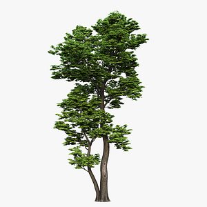3D maple tree 01