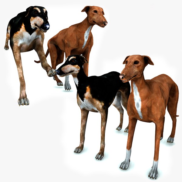 3D Greyhound model