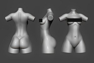 3D female torso