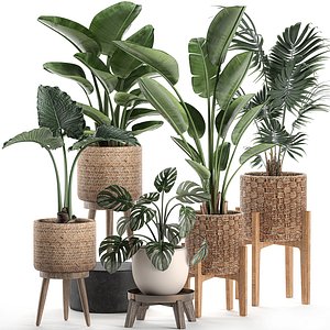decorative plants baskets 3D model