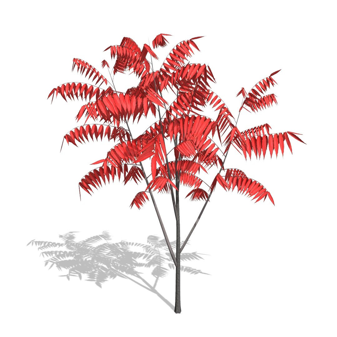 Sumac Tree 3d C4d