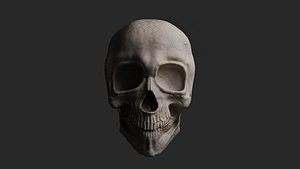 Realistic Human Skull High Poly Sculpted Anatomy model