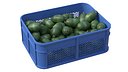 Feijoa Plastic Crate