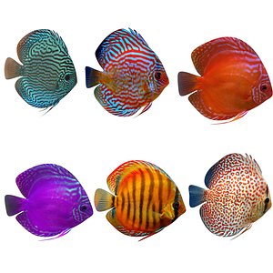 Alenquer Fish