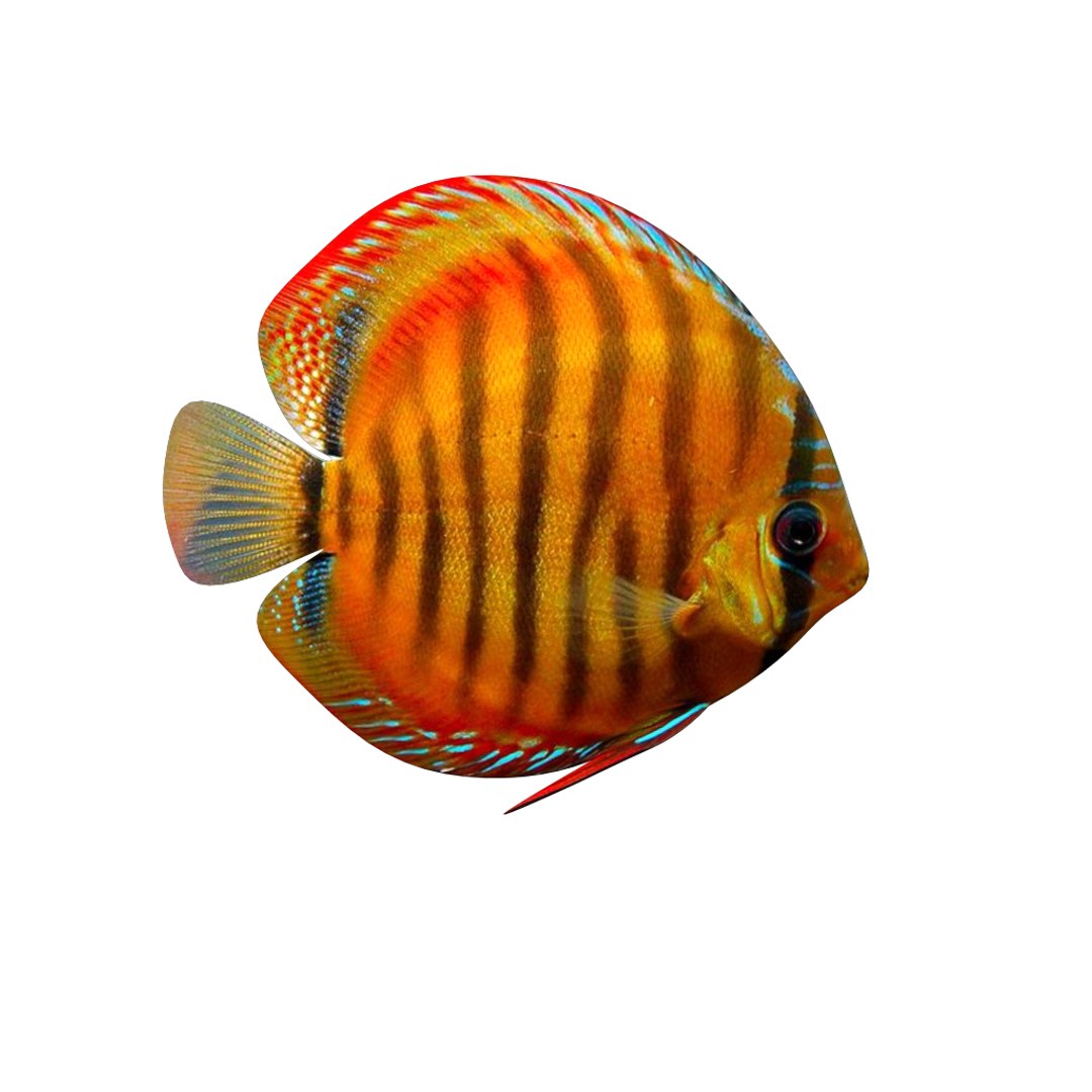 Fish Aquarium 3D Model - TurboSquid 1258731
