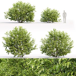 3D model trees