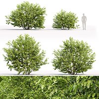 Salix myrsinifolia 01