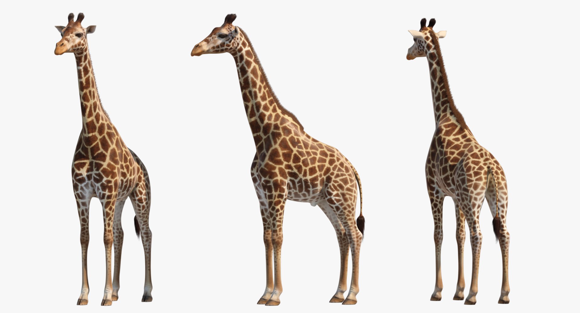 3D African Animals Collection 11 model https://p.turbosquid.com/ts-thumb/90/1il4xS/0i/africananimalscollection11mb3dmodel083/jpg/1662901826/1920x1080/fit_q87/c5116f2014a34ebe744f0e617b9bb6f4a2aad661/africananimalscollection11mb3dmodel083.jpg