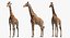 Sammlung afrikanischer Tiere 11