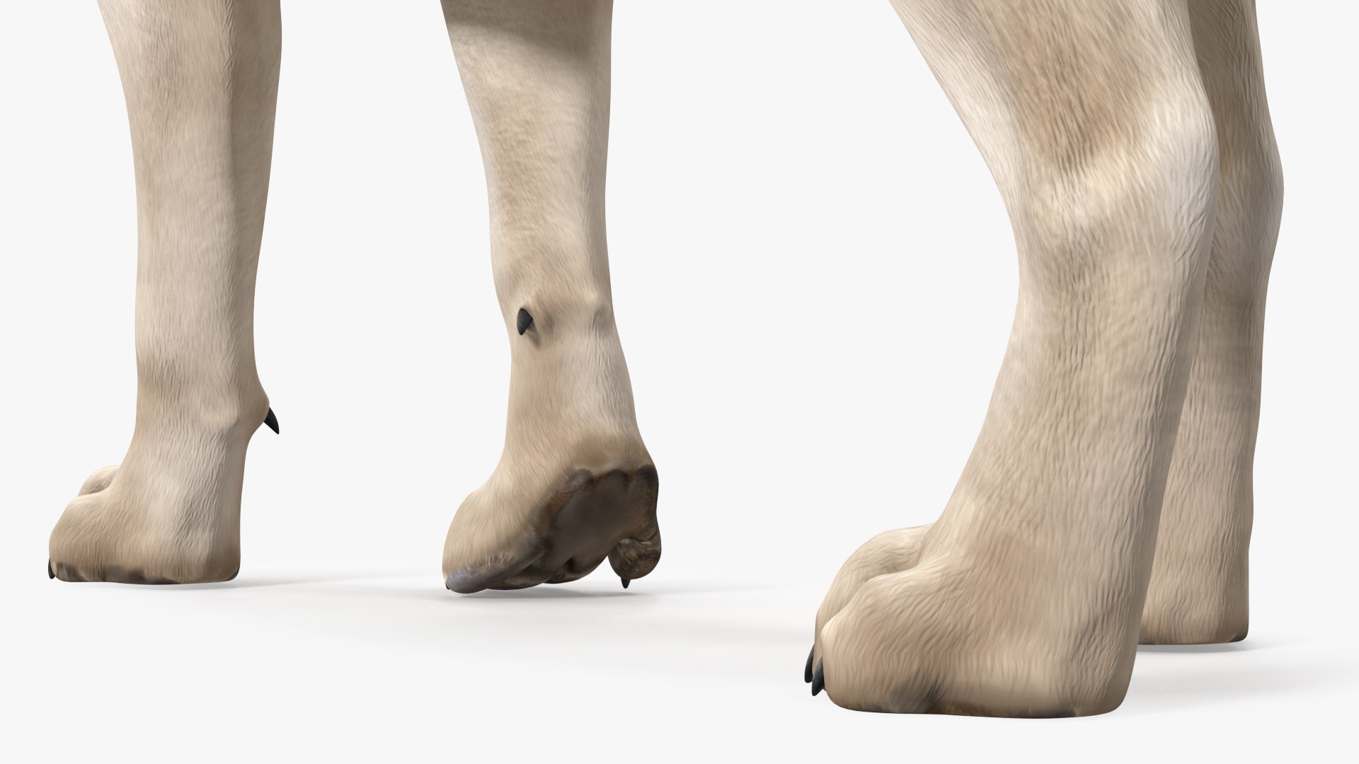 3D African Animals Collection 11 model https://p.turbosquid.com/ts-thumb/90/1il4xS/7n/africananimalscollection11mb3dmodel030/jpg/1662901609/1920x1080/fit_q87/329d779365553f79442cdb9387204d07e624df28/africananimalscollection11mb3dmodel030.jpg