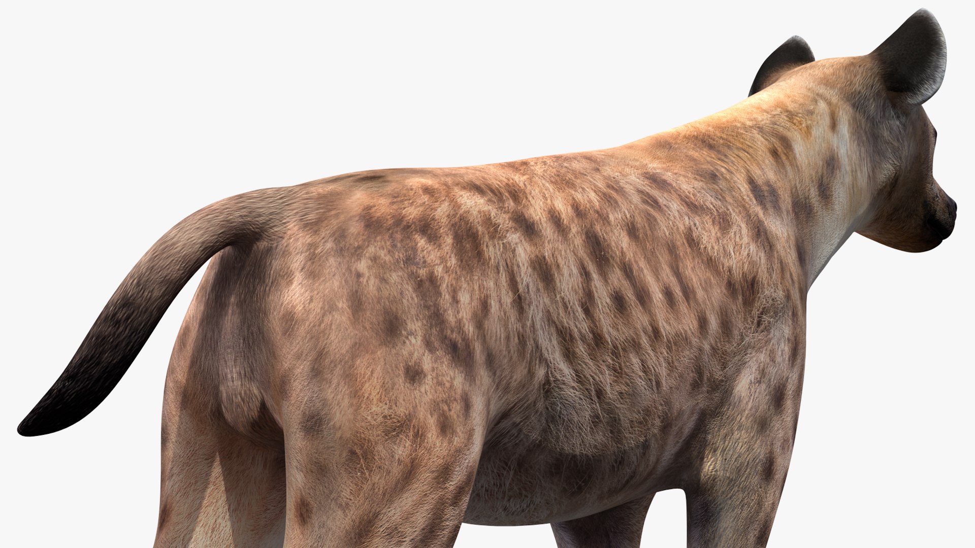 3D African Animals Collection 11 model https://p.turbosquid.com/ts-thumb/90/1il4xS/9e/africananimalscollection11mb3dmodel039/jpg/1662901649/1920x1080/fit_q87/37f599869d8c08368e7cdcc46d270362b33b8ae2/africananimalscollection11mb3dmodel039.jpg