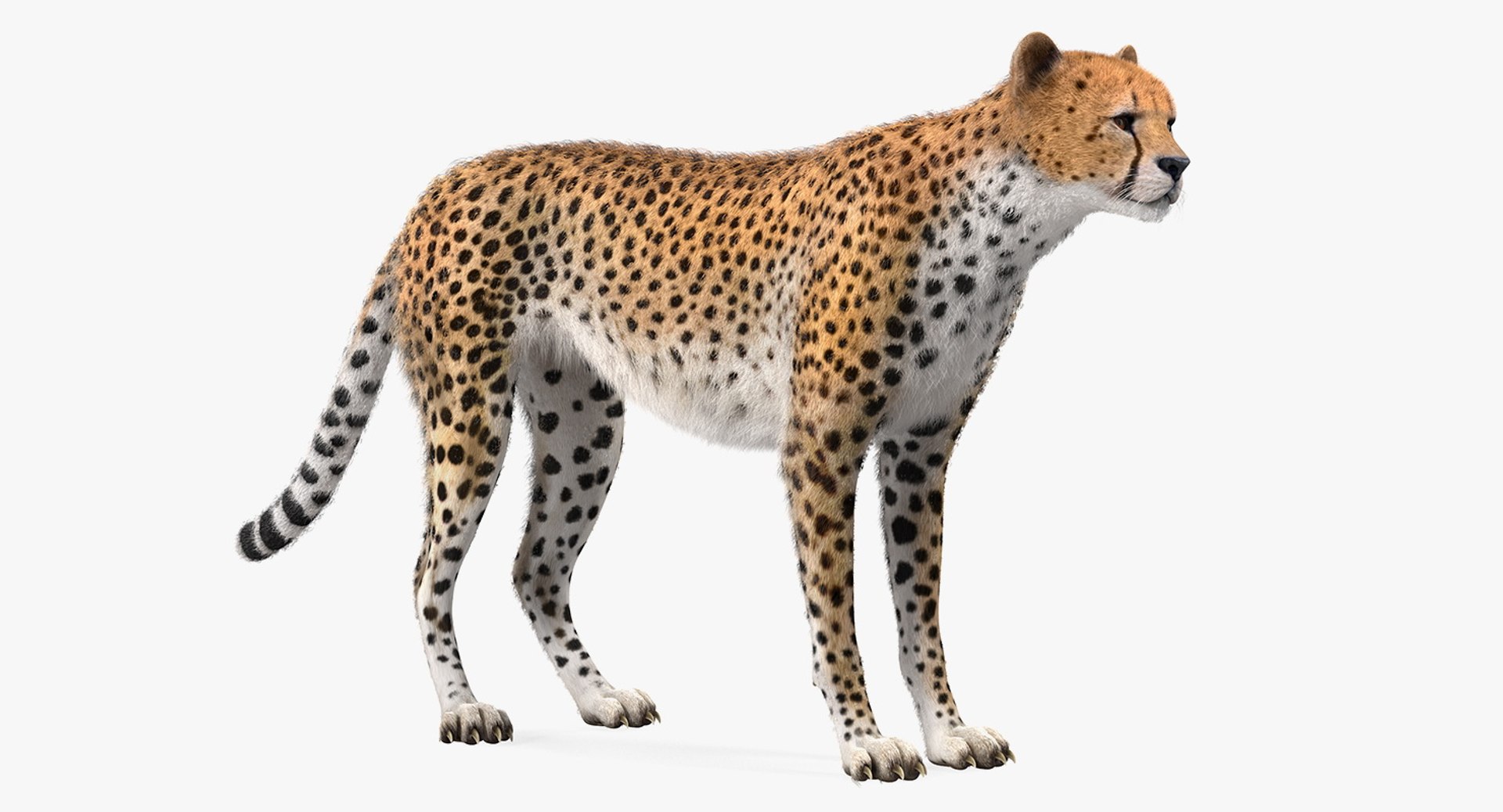 3D African Animals Collection 11 model https://p.turbosquid.com/ts-thumb/90/1il4xS/Bw/africananimalscollection11mb3dmodel093/jpg/1662901860/1920x1080/fit_q87/34ab2de2f76514ccce3a9cd255dccdd6579b3754/africananimalscollection11mb3dmodel093.jpg