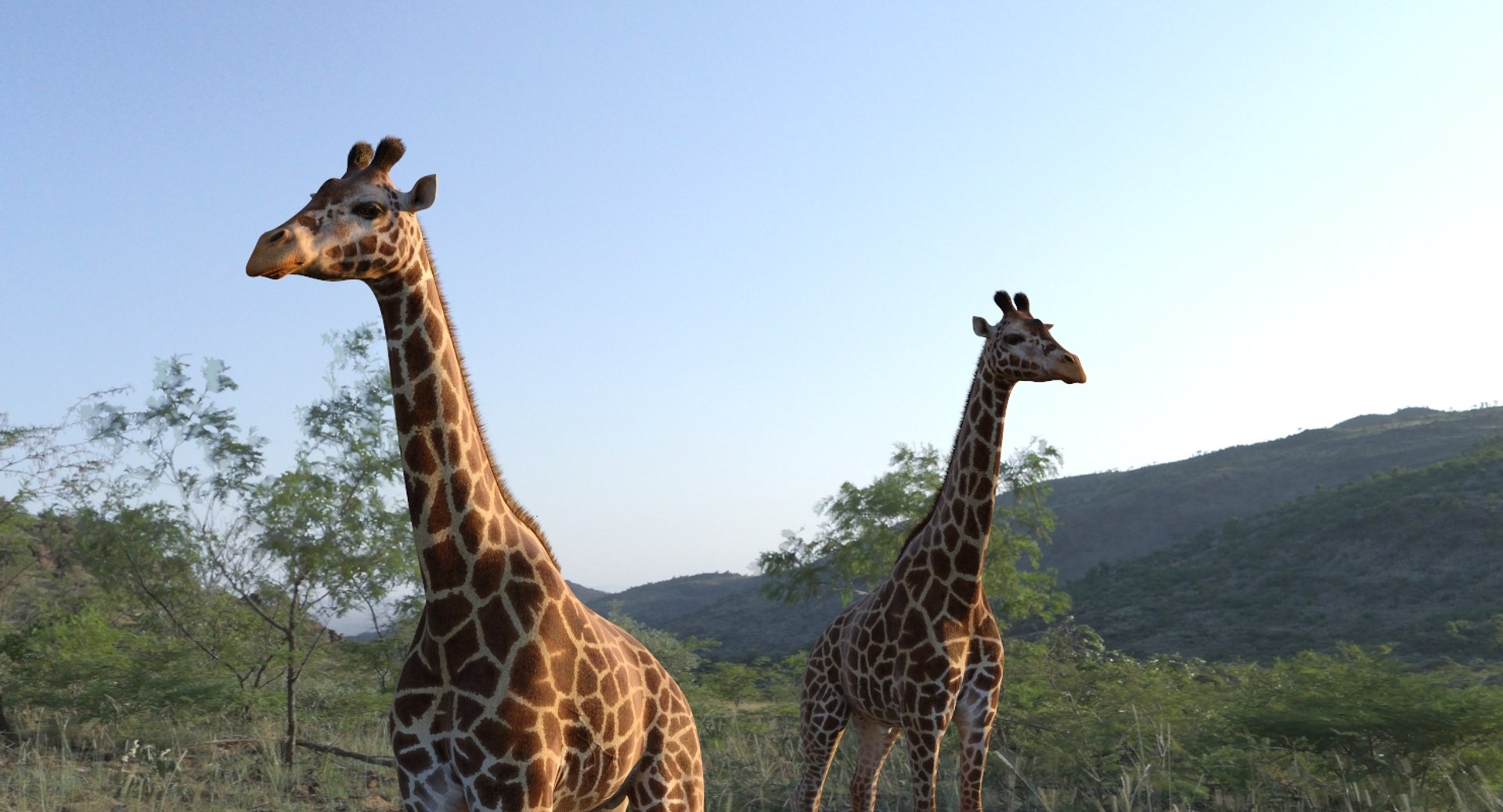 3D African Animals Collection 11 model https://p.turbosquid.com/ts-thumb/90/1il4xS/Dj/africananimalscollection11mb3dmodel084/jpg/1662901829/1920x1080/fit_q87/11ac87f439aeed5d801df115a2059a1176dbb640/africananimalscollection11mb3dmodel084.jpg