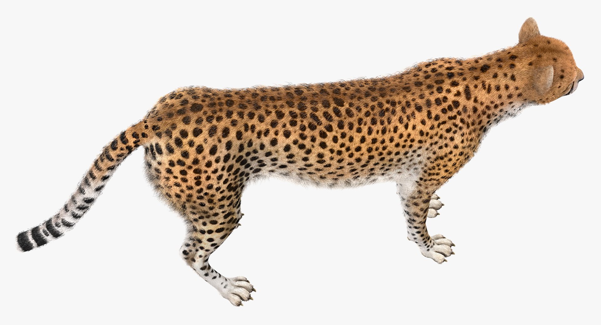 3D African Animals Collection 11 model https://p.turbosquid.com/ts-thumb/90/1il4xS/I8/africananimalscollection11mb3dmodel096/jpg/1662901871/1920x1080/fit_q87/67ceaf3cfa3fcb9d30d09e19e12dee846a0d37c9/africananimalscollection11mb3dmodel096.jpg