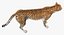 Sammlung afrikanischer Tiere 11