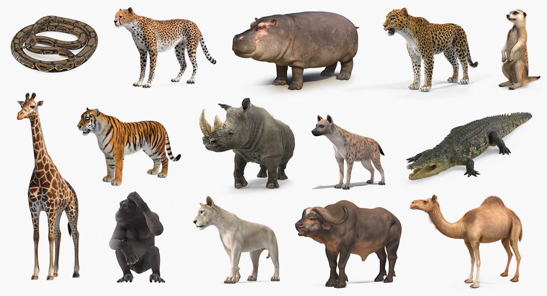 3D African Animals Collection 11 model https://p.turbosquid.com/ts-thumb/90/1il4xS/Oz/africananimalscollection11mb3dmodel001/jpg/1662901498/1920x1080/fit_q87/b49944184f494f468f6597dbca72db2398f288ca/africananimalscollection11mb3dmodel001.jpg