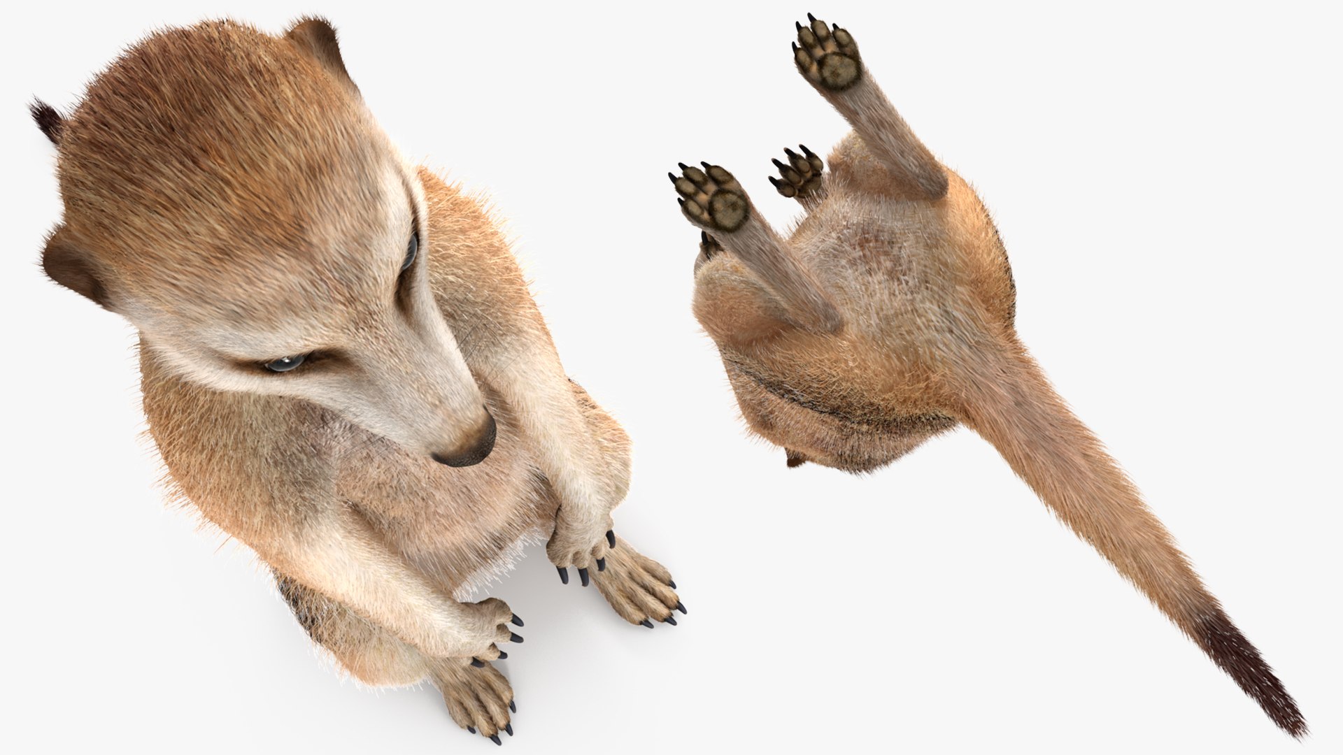 3D African Animals Collection 11 model https://p.turbosquid.com/ts-thumb/90/1il4xS/Pq/africananimalscollection11mb3dmodel011/jpg/1662901541/1920x1080/fit_q87/7b4b01bae1e4da7c01c9a60504014a781e0793e4/africananimalscollection11mb3dmodel011.jpg