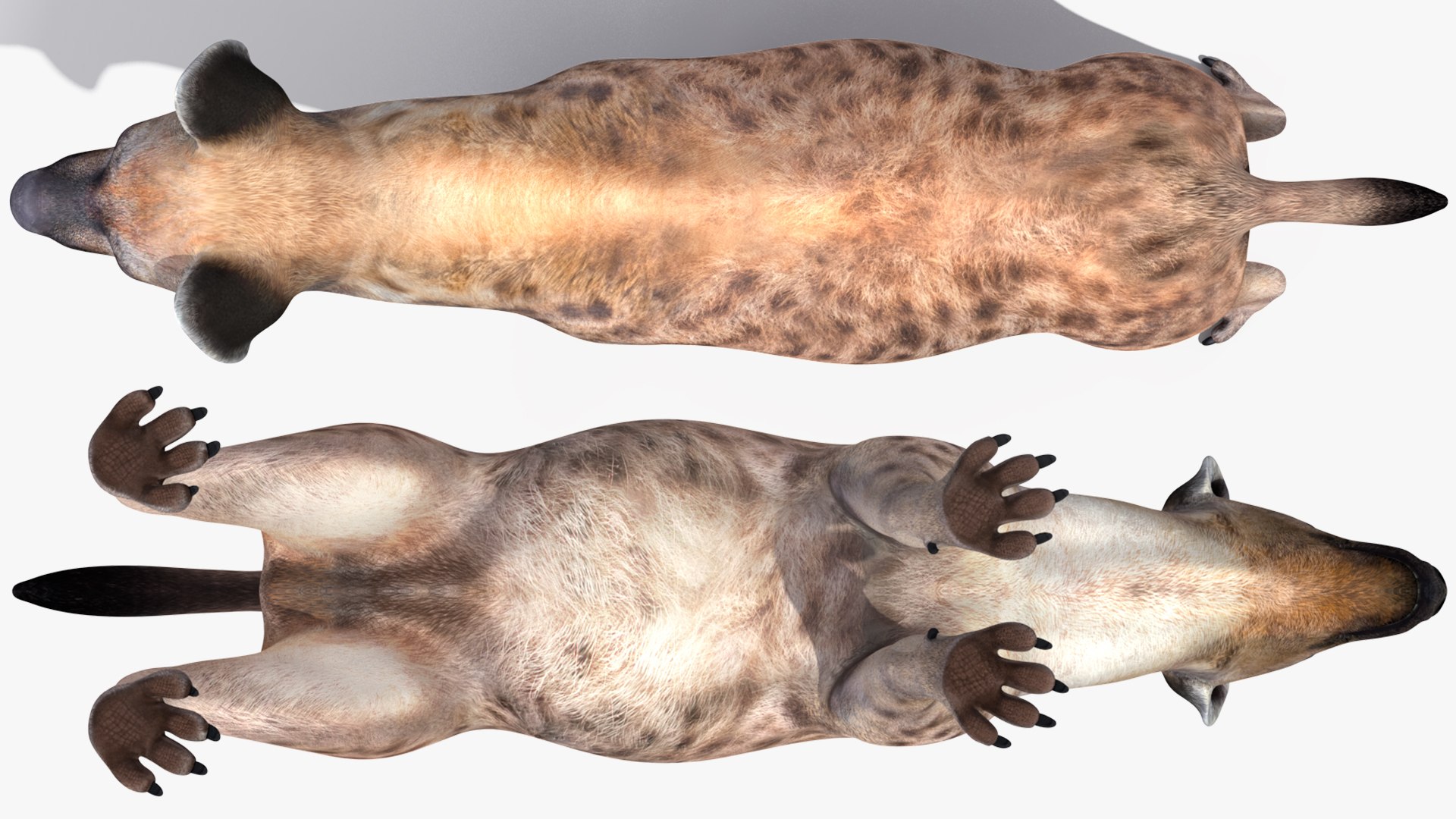 3D African Animals Collection 11 model https://p.turbosquid.com/ts-thumb/90/1il4xS/T3/africananimalscollection11mb3dmodel043/jpg/1662901666/1920x1080/fit_q87/3e4a59e21b7d5c2ac59709f87ffa95f5fc64d3ef/africananimalscollection11mb3dmodel043.jpg