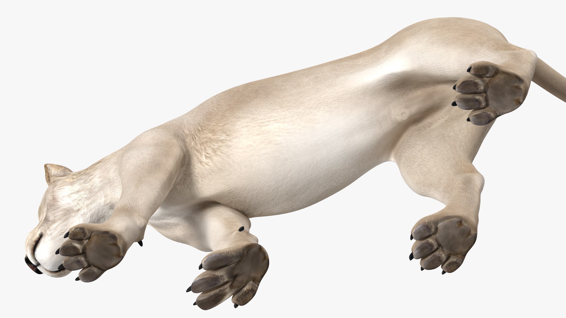 3D African Animals Collection 11 model https://p.turbosquid.com/ts-thumb/90/1il4xS/Tl/africananimalscollection11mb3dmodel029/jpg/1662901606/1920x1080/fit_q87/a4382dbfac78ff05476dd30f265d8b3402678542/africananimalscollection11mb3dmodel029.jpg