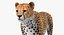 Sammlung afrikanischer Tiere 11