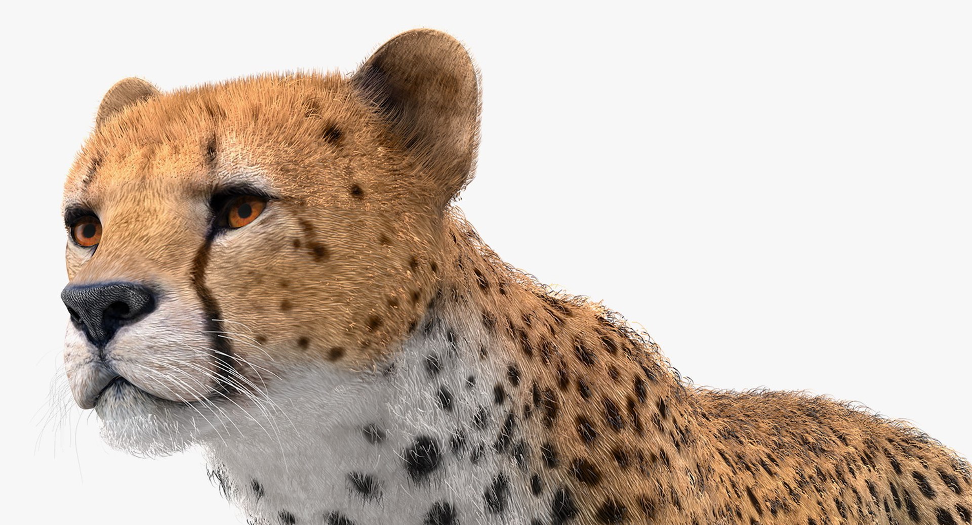 3D African Animals Collection 11 model https://p.turbosquid.com/ts-thumb/90/1il4xS/Zb/africananimalscollection11mb3dmodel098/jpg/1662901877/1920x1080/fit_q87/2599a1d92493004a39eb35b8c034456019156e10/africananimalscollection11mb3dmodel098.jpg