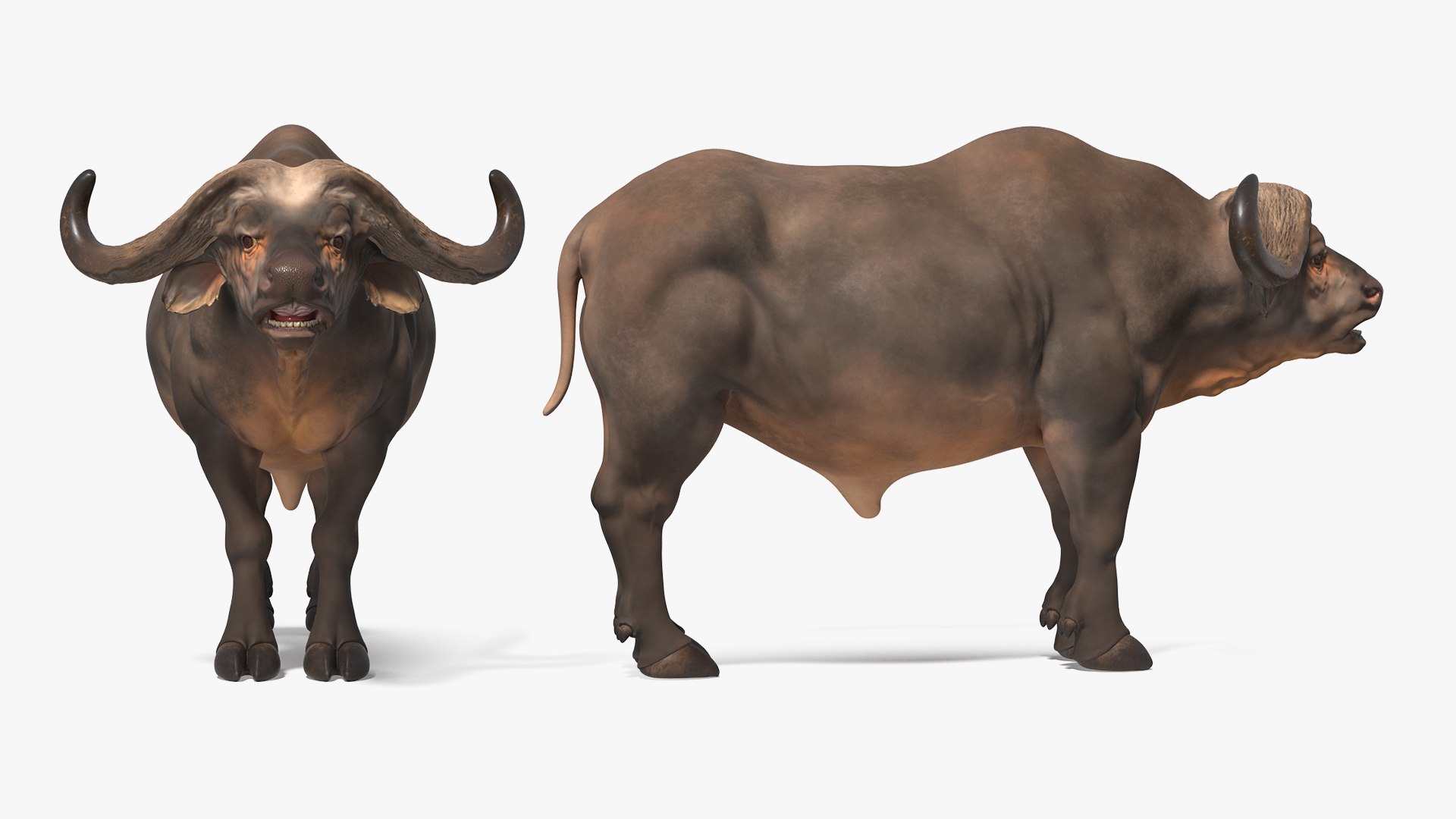 3D African Animals Collection 11 model https://p.turbosquid.com/ts-thumb/90/1il4xS/bi/africananimalscollection11mb3dmodel059/jpg/1662901726/1920x1080/fit_q87/f0898b050c210d6c1c6d5811c528998950b9a5b0/africananimalscollection11mb3dmodel059.jpg