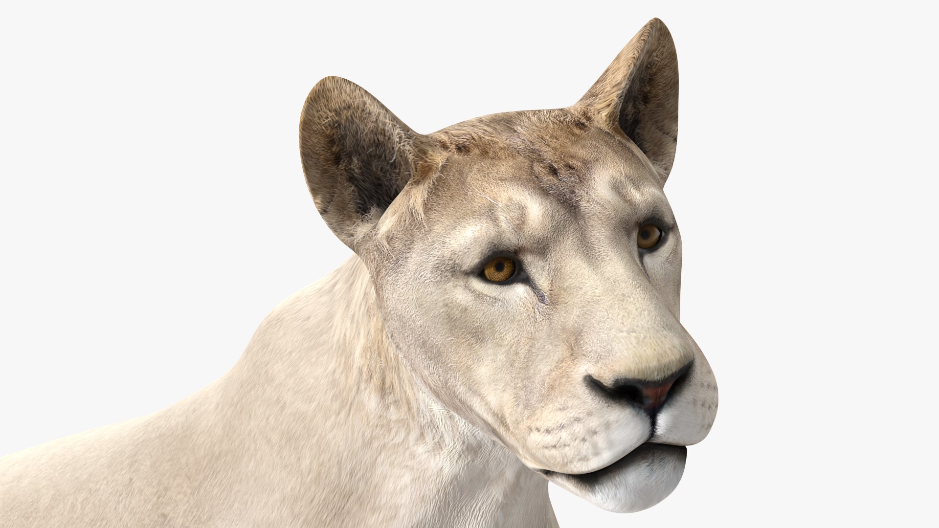 3D African Animals Collection 11 model https://p.turbosquid.com/ts-thumb/90/1il4xS/e6/africananimalscollection11mb3dmodel026/jpg/1662901596/1920x1080/fit_q87/565e6a448f75b112ea6dac67a883cd7c1d9fceeb/africananimalscollection11mb3dmodel026.jpg