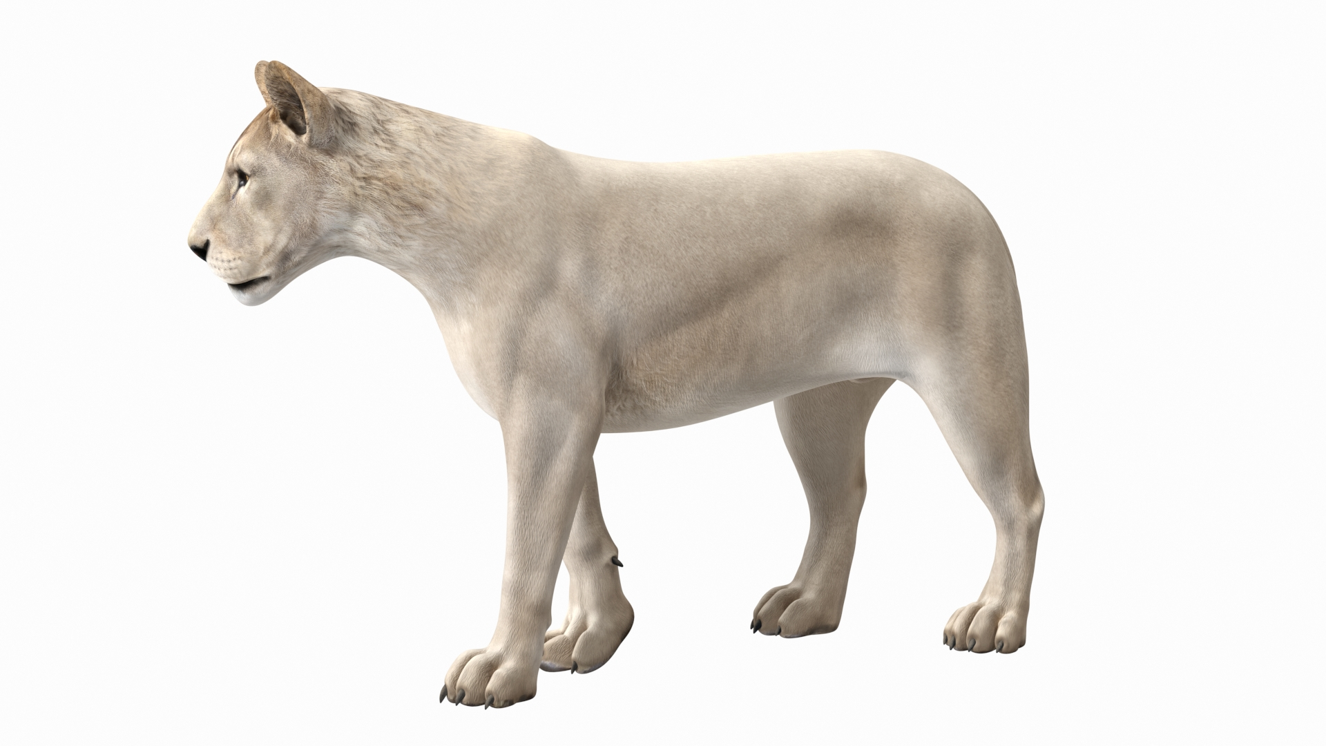 3D African Animals Collection 11 model https://p.turbosquid.com/ts-thumb/90/1il4xS/eH/white_young_lion_walking_pose_360/jpg/1662902380/1920x1080/turn_fit_q99/9959661c268d05f0f495ba2b8b84bade383e298c/white_young_lion_walking_pose_360-1.jpg