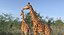 Sammlung afrikanischer Tiere 11