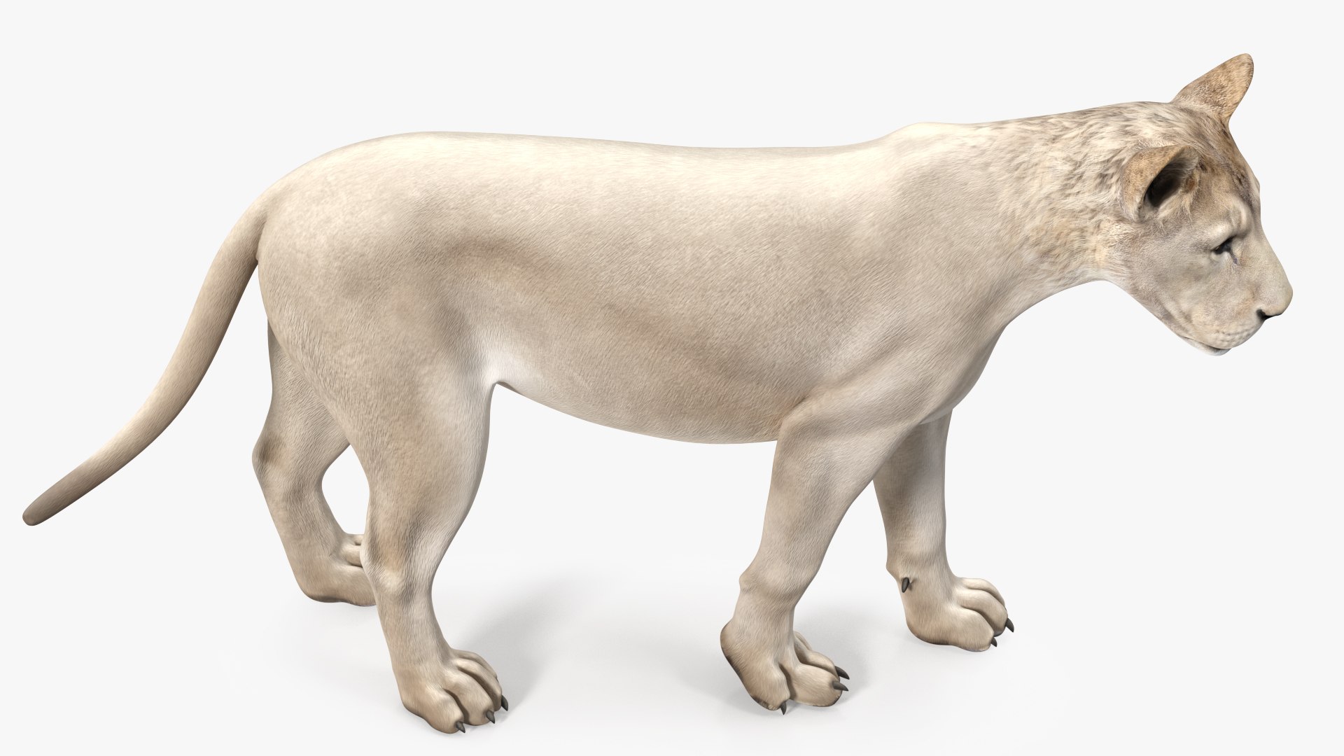 3D African Animals Collection 11 model https://p.turbosquid.com/ts-thumb/90/1il4xS/j9/africananimalscollection11mb3dmodel027/jpg/1662901600/1920x1080/fit_q87/2be0498944814320d30ed2ec340c320096d15156/africananimalscollection11mb3dmodel027.jpg